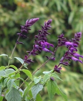 Salvia ‘Black Knight’ is unrivalled in its stature, towering over other plants and providing shade in bright gardens