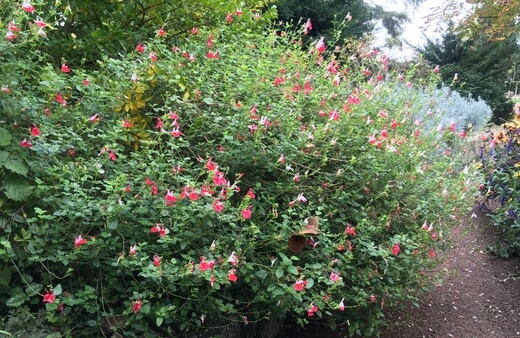 Salvia ‘Hot Lips’