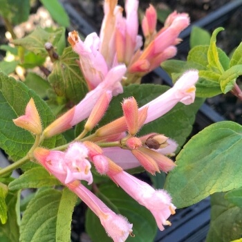 Salvia ‘Pink Icicles’ also known as Rose Leaf Sage