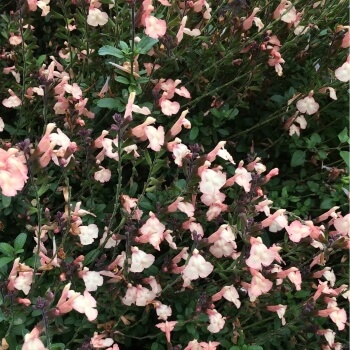 Salvia ‘Pumpkin’ is one of the most divinely coloured Salvias, offering rare peaches, which fade out to white as they are pollinated