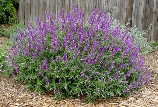 Salvia ‘Red Harry’