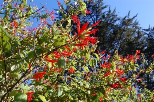 Salvia ‘Tequila’ is one of the most vividly crimson perennial salvias you can grow