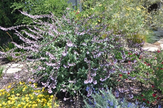 Salvia ‘Waverly’ is a gorgeous hybrid, but most closely related to Salvia officinalis