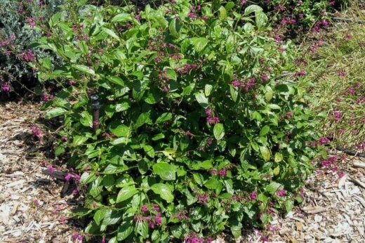 Salvia chiapensis also known as Chiapas Sage