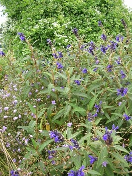 Salvia corrugata are ideal for warmer parts of the country, and will need protection from frost in the south