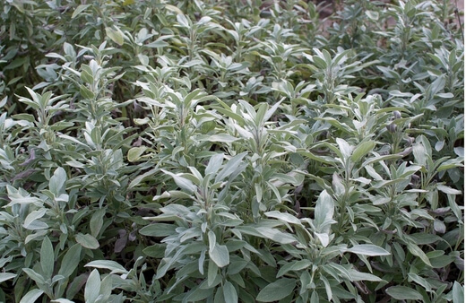 Salvia officinalis foliage