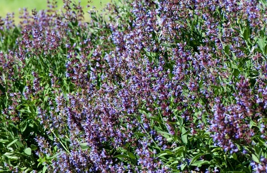Salvia officinalis is the most commonly grown Salvia in the world