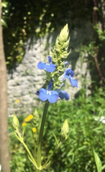 Salvia uliginosa is one of the few sages that will grow alongside ponds or streams