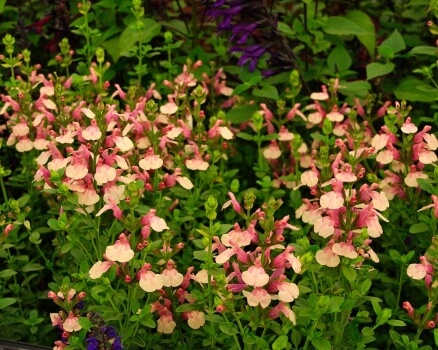 Salvia x Jamensis boasts a wide range of colours, from pinks to blues and reds, with some peachy white varieties to boot