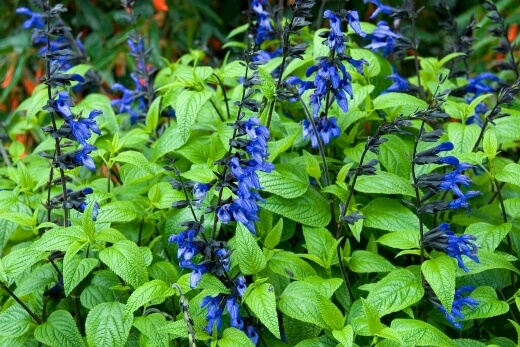 Salvia ‘Black and Blue’ is one of the biggest Salvias