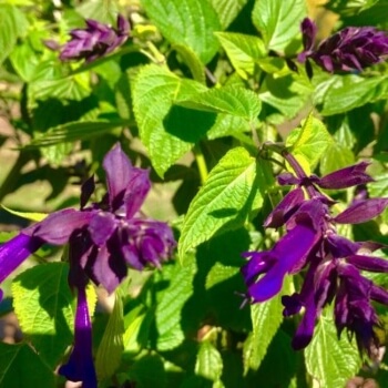 Salvia ‘Blue Lightning’ is a sage it isn’t edible, but shares a similar sherbet berry fragrance with its edible cousins