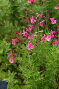 Salvia ‘Navajo Pink’