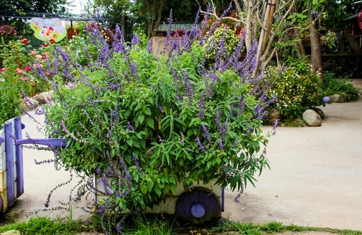Salvias are one of the largest genera of plants in the world