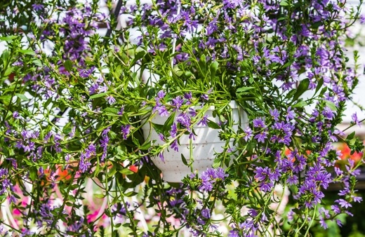 Scaevola aemula is a hardy plant that is great for making colourful hanging baskets