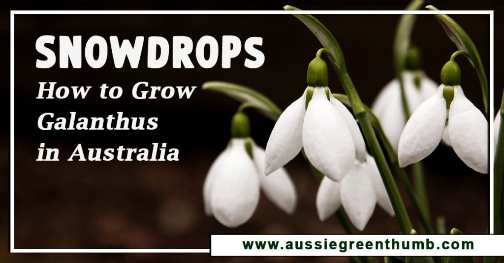 Snowdrops | How to Grow Galanthus in Australia