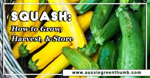 Squash: How to Grow, Harvest, and Store