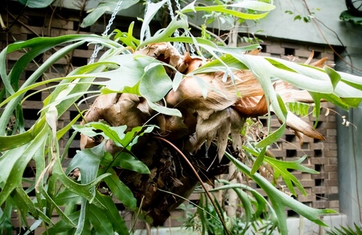 Staghorn Fern can be used as hanging plants