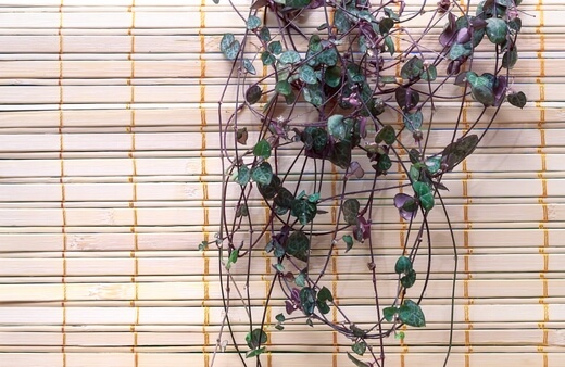 String of Hearts can be grown as an indoor and outdoor hanging plant