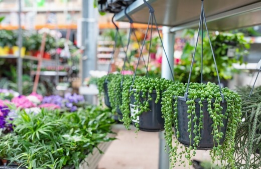 String of Pearls can be grown indoors and outdoors