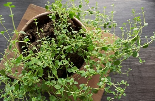 Thymus commonly known as Thyme