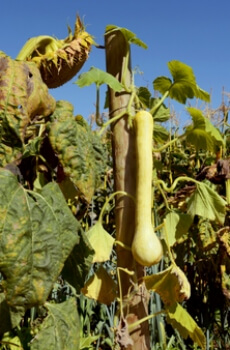Tromboncino is a type of climbing zucchini