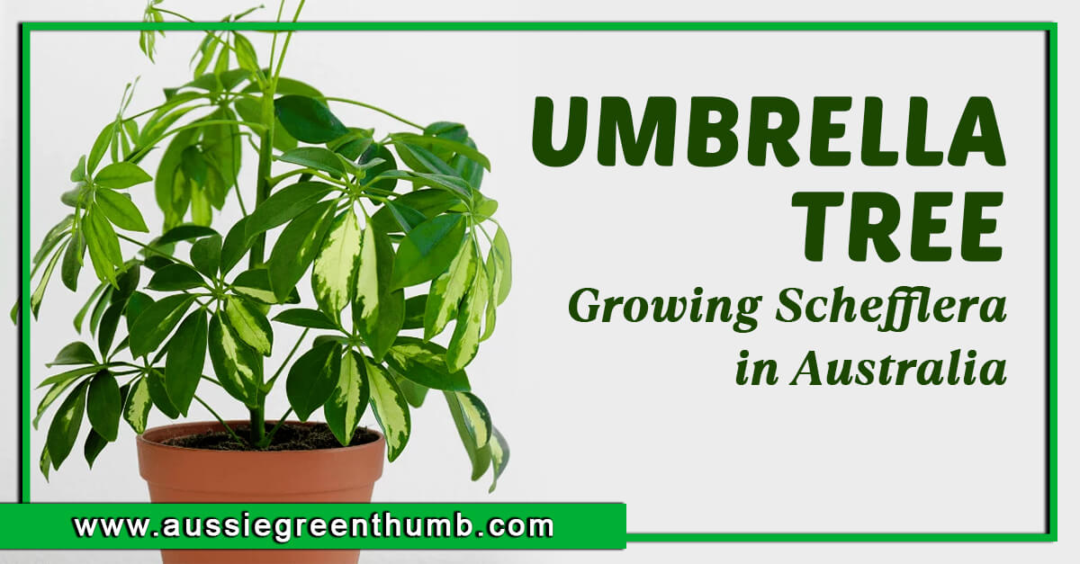 Umbrella Tree – Growing Schefflera in Australia