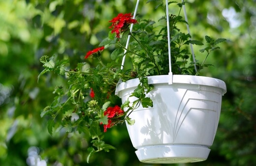 Verbenas are colourful hanging plants with small bluish green to bright green leaves