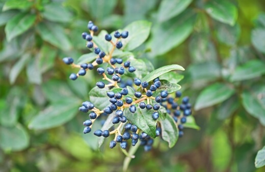 Viburnum Tinus Fruit