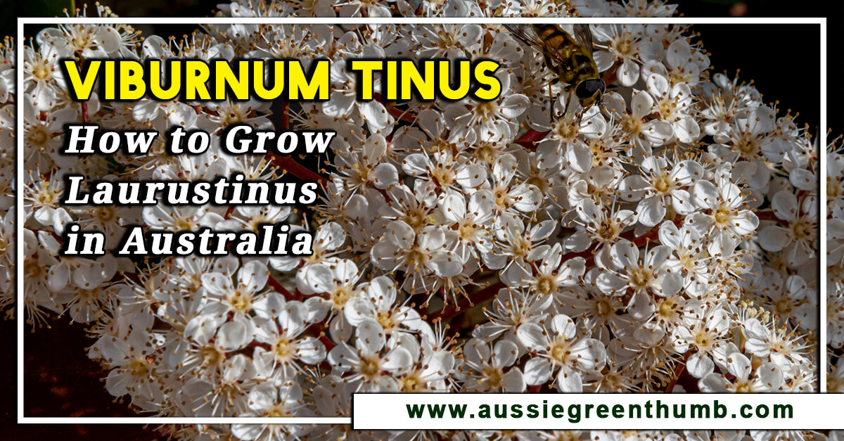 Viburnum Tinus – How to Grow Laurustinus in Australia