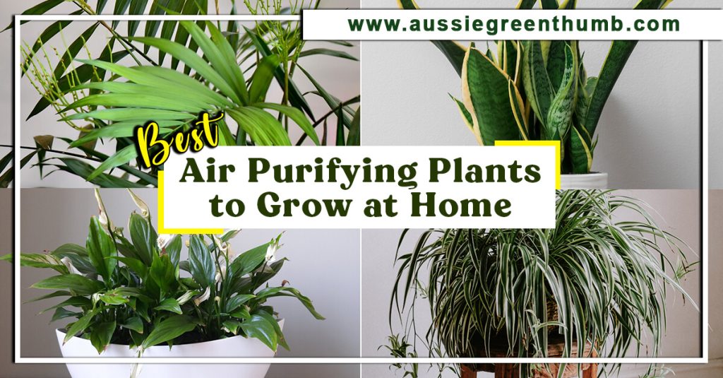 Best Air Purifying Plants to Grow at Home