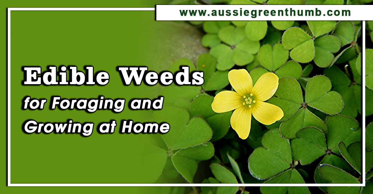 10 Edible Weeds for Foraging and Growing at Home - AGT