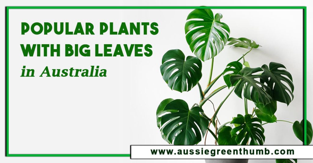 Popular Plants with Big Leaves in Australia