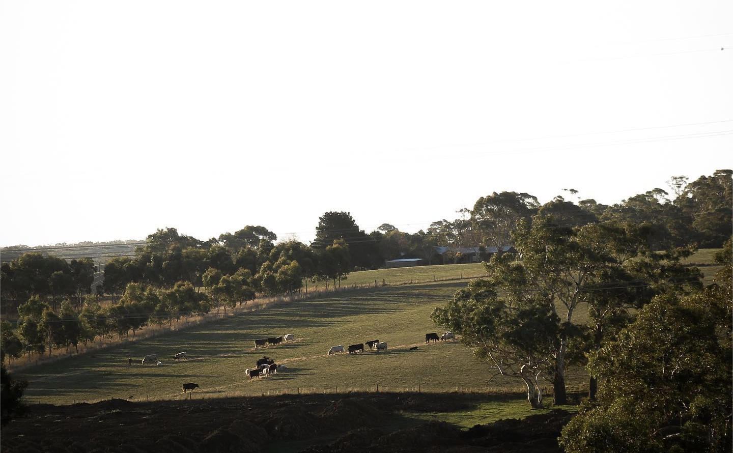 8 Hectare Kitchen Farm in Adelaide Hills, interview with Aussie Green Thumb