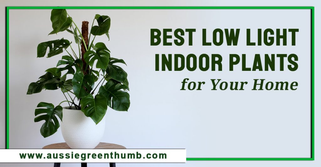 Best Low Light Indoor Plants for Your Home