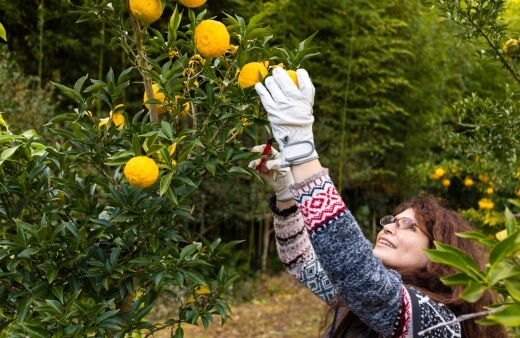 A woman harvesting yuzu fruits
