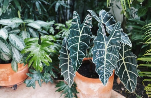 Alocasia Polly are popular big leaf indoor plants