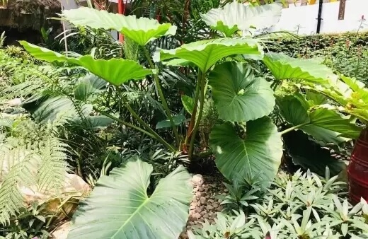 Alocasia brisbanensis has large, heart-shaped leaves