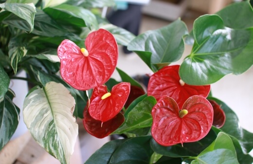 Anthurium often known as the flamingo flower
