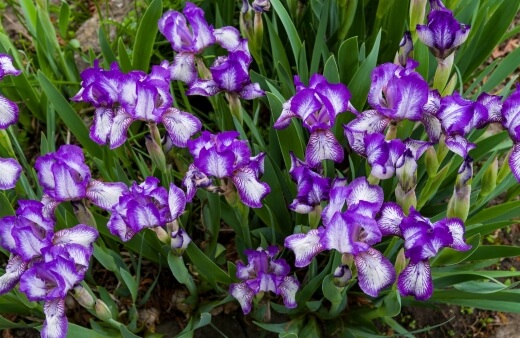 Bearded Iris are named to represent their three drooping beards, which droop down alternately with three upright petals
