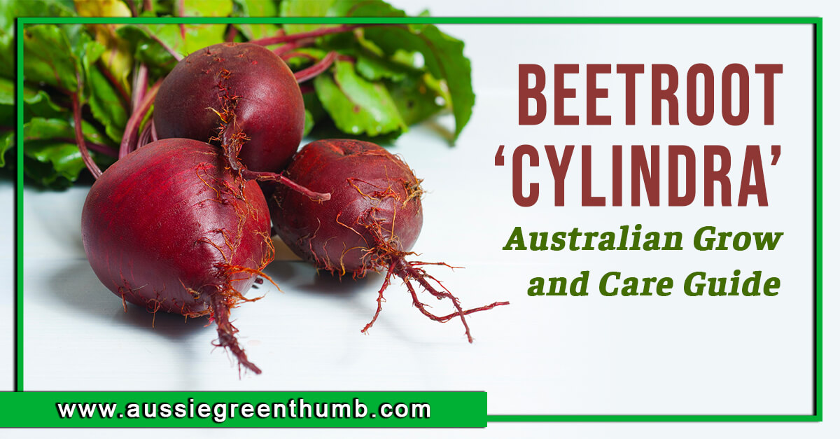 Beetroot ‘Cylindra’ – Australian Grow and Care Guide