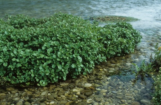 Best Conditions to Planting Watercress