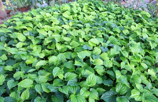 Betel Leaf as Ground Cover