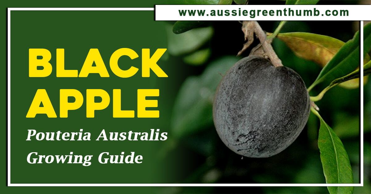 Black Apple – Pouteria Australis Growing Guide