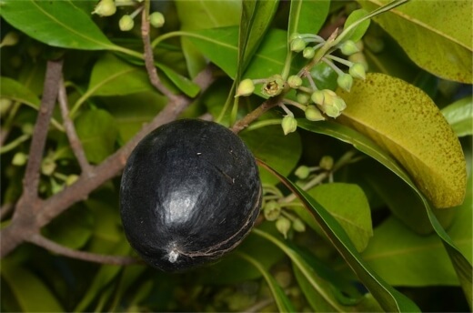 Black Apple Fruit