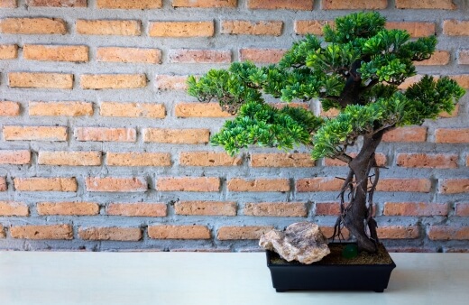 Bonsai can be one of the finest choices that you can make for an indoor plant