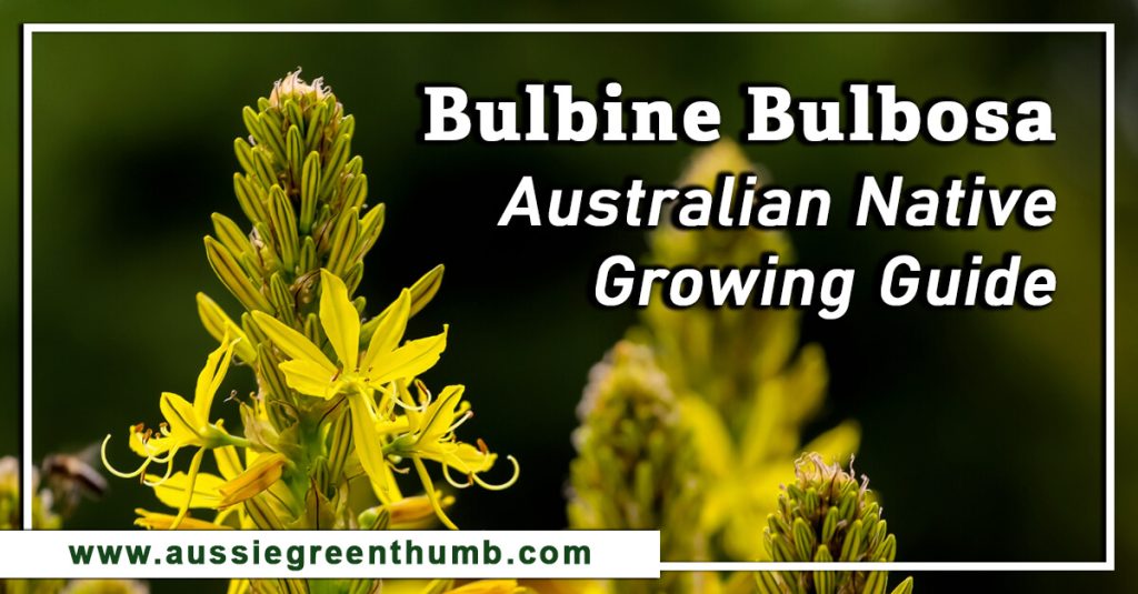 Bulbine Bulbosa | Australian Native Growing Guide