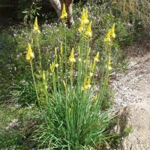 Bulbine bulbosa | Australian Native Growing Guide