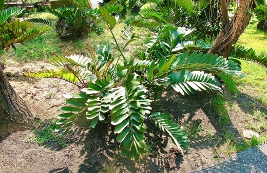 Cardboard palm features a thick trunk with fronds of rounded, stiff, leathery leaves