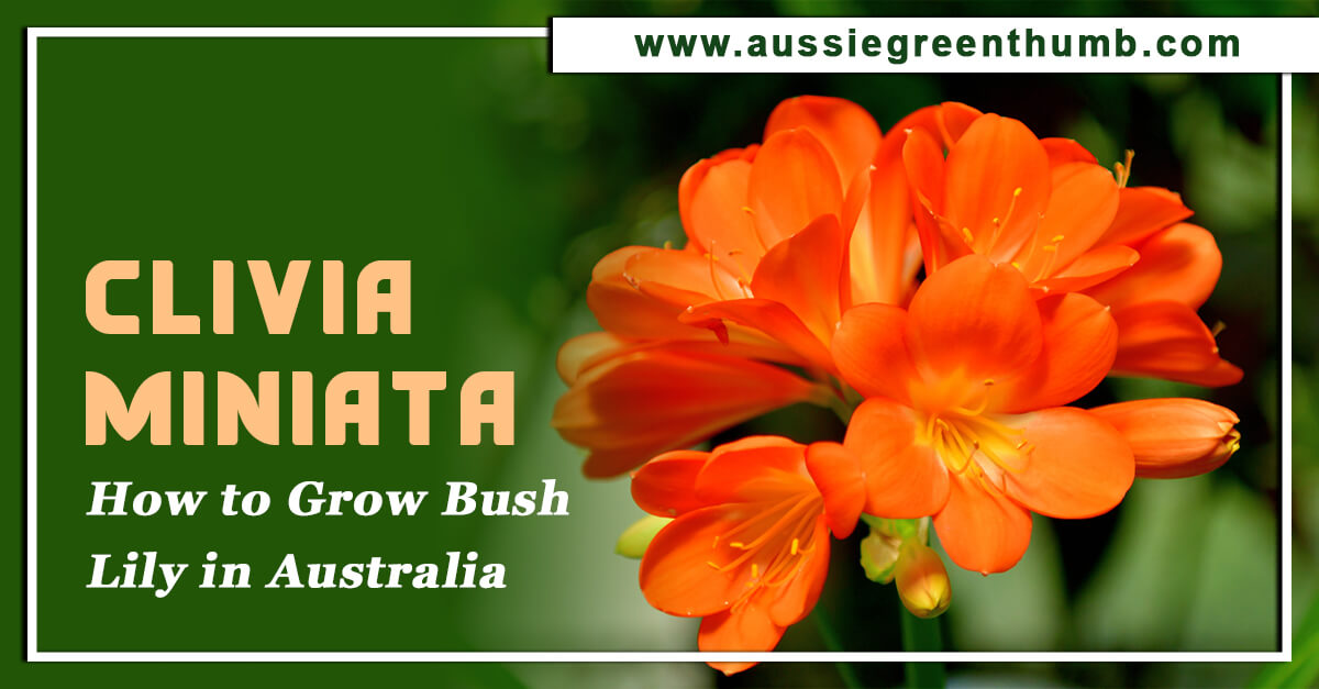 Clivia Miniata – How to Grow Bush Lily in Australia