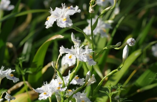 Crested Iris grow from rhizomes, but are more commonly dwarf forms